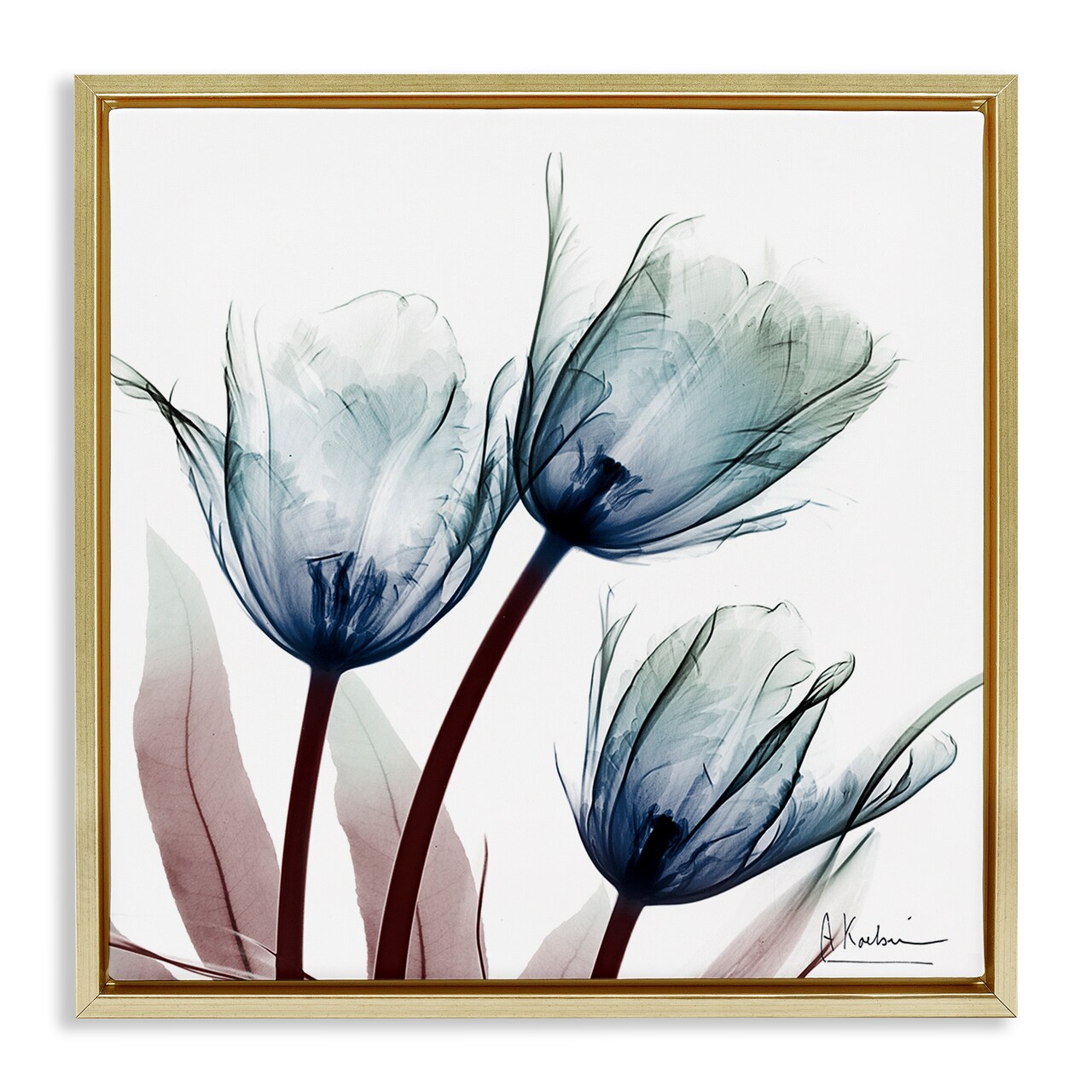 Stupell Industries Translucent Tulip Bulbs Floating Frame Design by Albert Koetsier